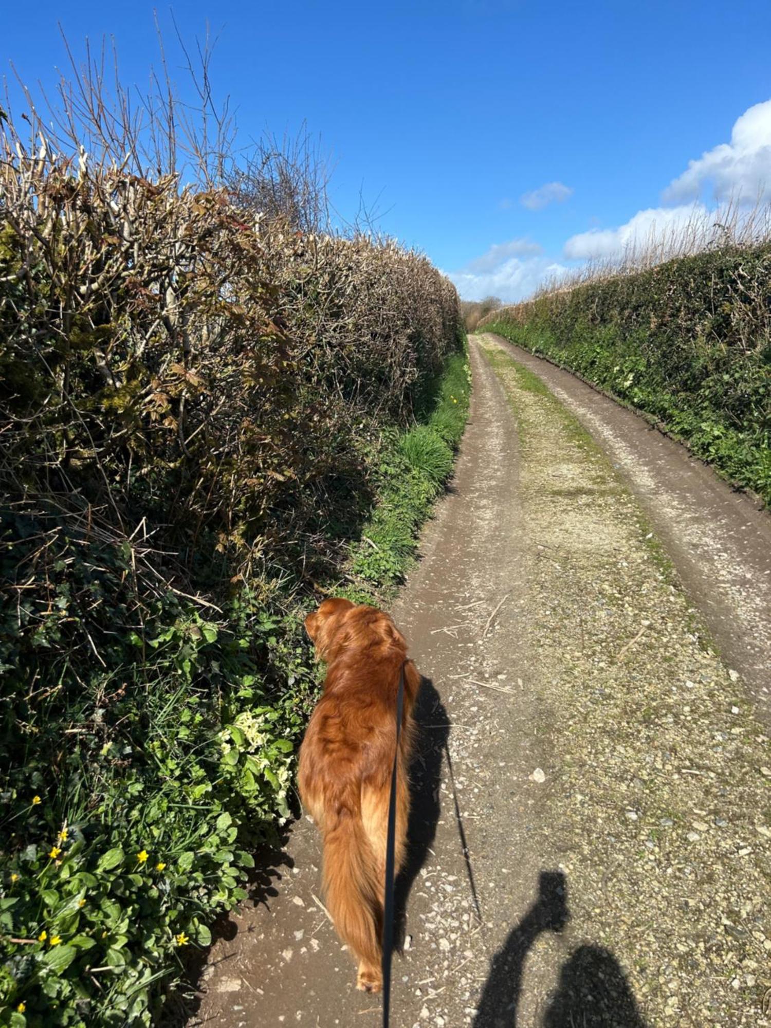 Meadowside Cottage, Characterful Grade 2 Listed Cottage Near To Wadebridge And Padstow 外观 照片
